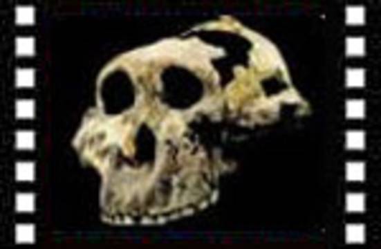 The collapse of evolution