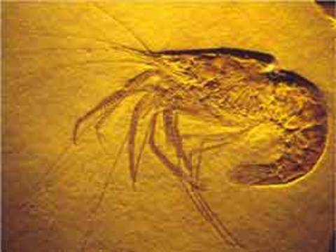Les fossiles vivants réfutent la théorie de l'évolution - 1
