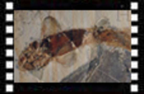 I fossili hanno screditato l'evoluzione
