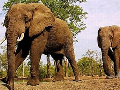 Kısa kısa: Zimbabve'deki Filler