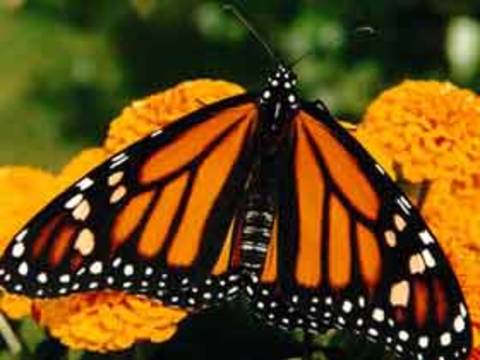 Monark kelebeklerinin hayranlık uyandırıcı göçleri