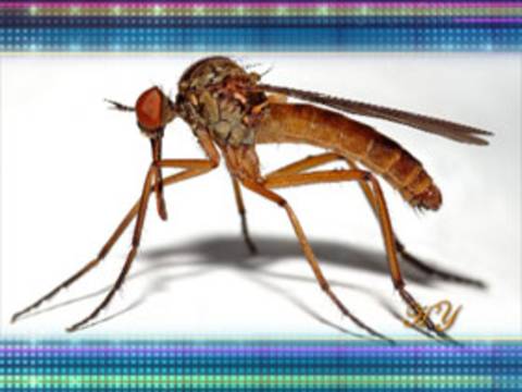 Sivrisineğin vücudundaki üstün özellikler