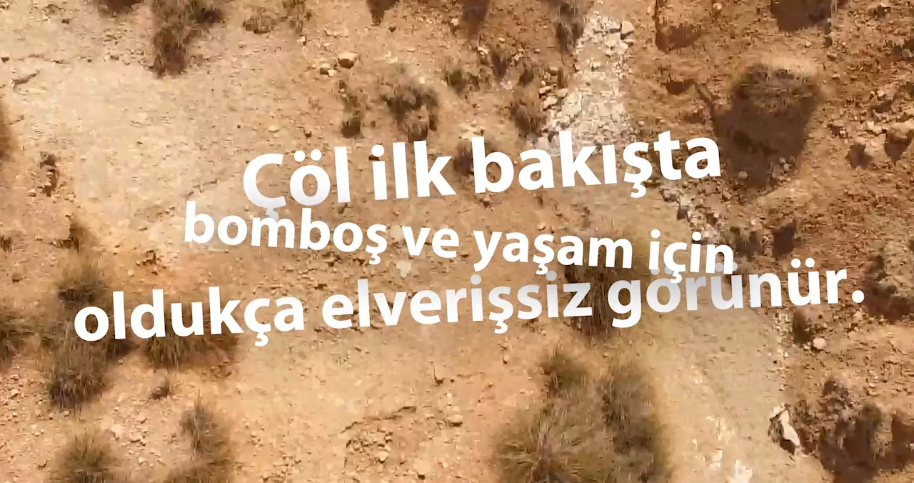 Afrika ceylanı