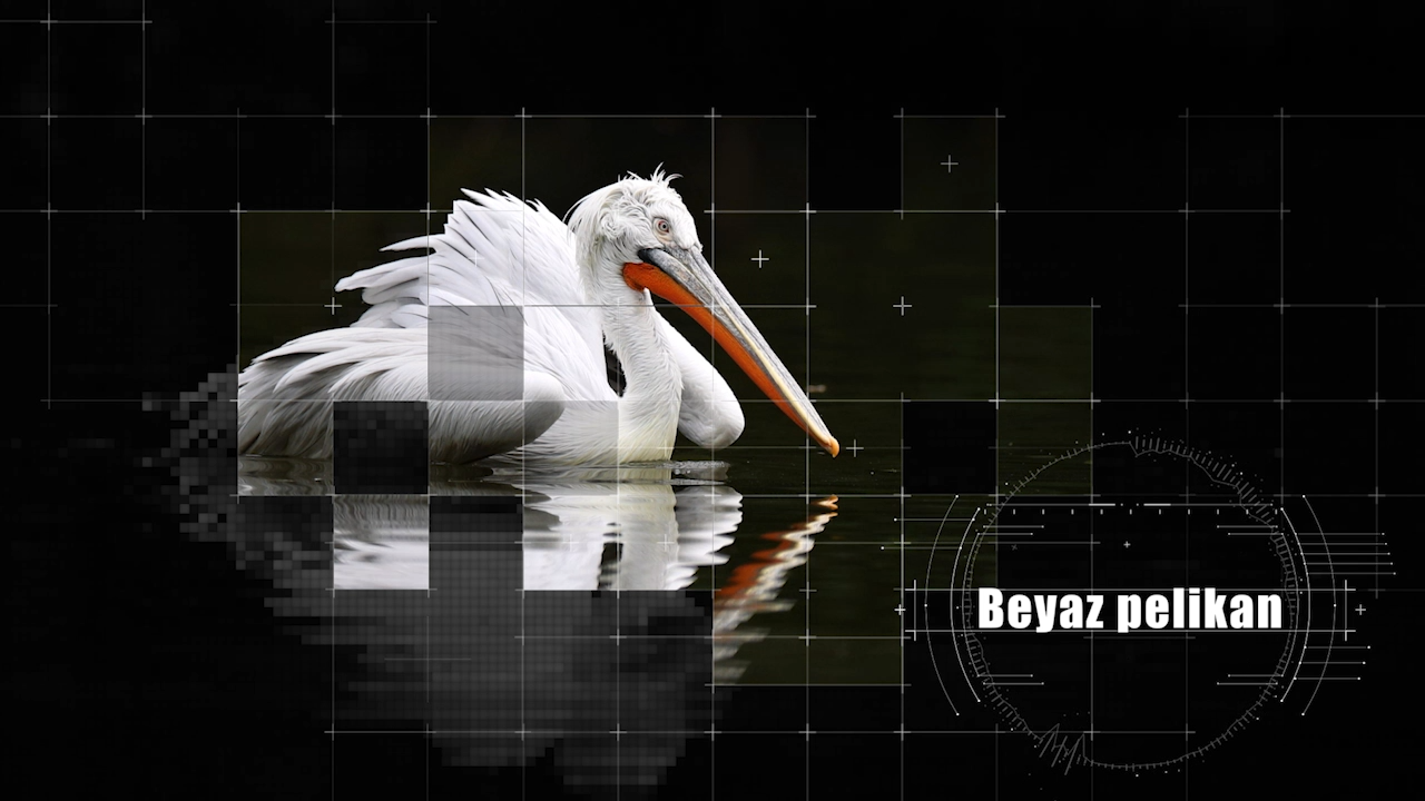 Beyaz pelikan